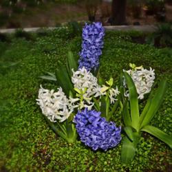 Location: Botanical Gardens of the State of Georgia...Athens, Ga
Date: 2019-03-03
Hyacinthus orientalis 022