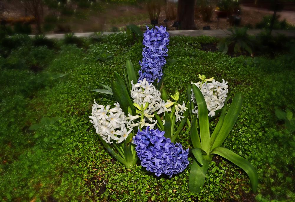 Photo of Hyacinth (Hyacinthus orientalis) uploaded by dawiz1753