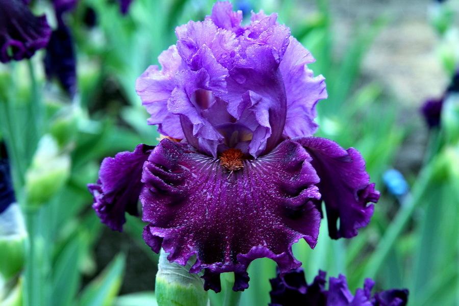 Photo of Tall Bearded Iris (Iris 'Ming Lord') uploaded by dimson67