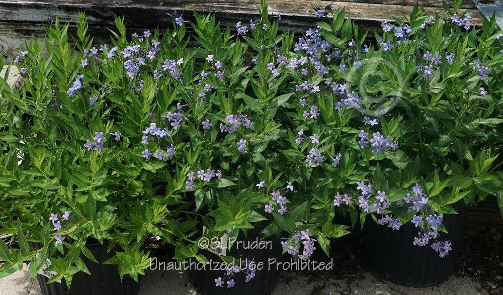 Photo of Blue Star (Amsonia 'Blue Ice') uploaded by DaylilySLP