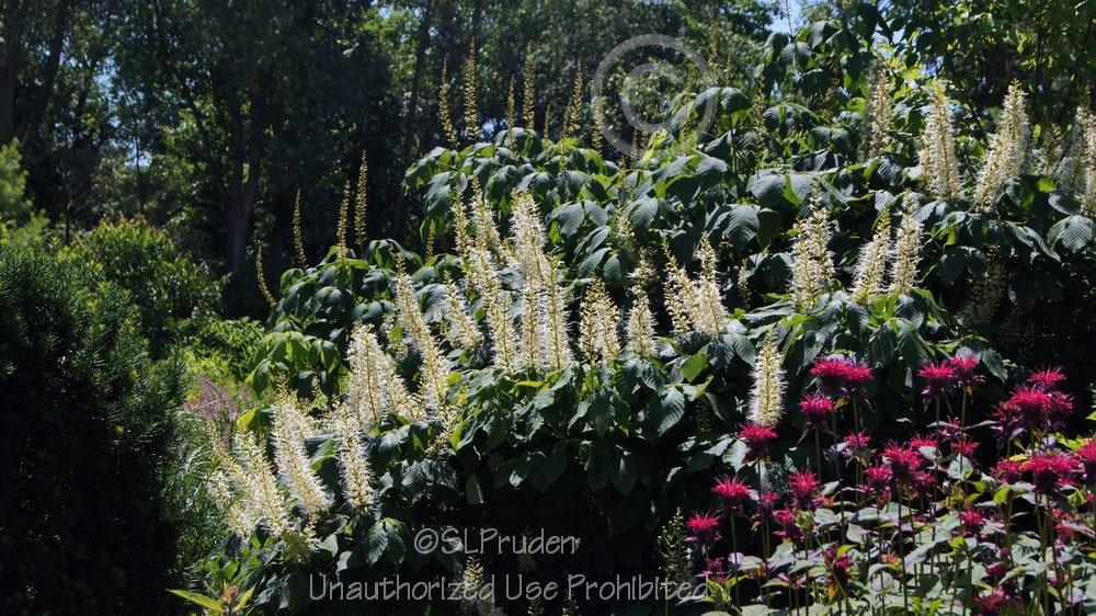 Photo of Bottlebrush Buckeye (Aesculus parviflora) uploaded by DaylilySLP