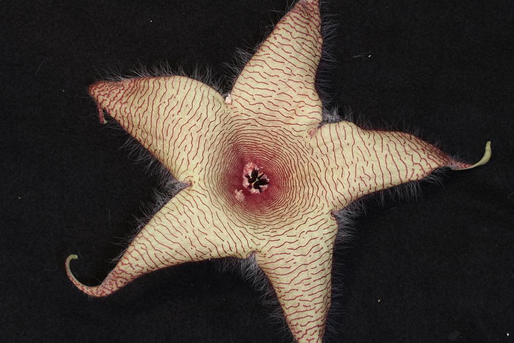 Photo of Starfish Plant (Ceropegia gigantea) uploaded by Lucichar
