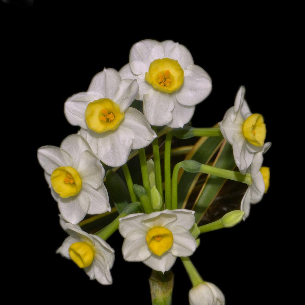 Photo of Tazetta Daffodil (Narcissus 'Minnow') uploaded by dawiz1753