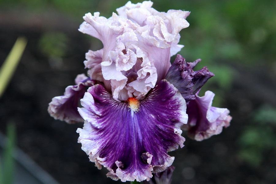 Photo of Tall Bearded Iris (Iris 'Oxford Countess') uploaded by dimson67