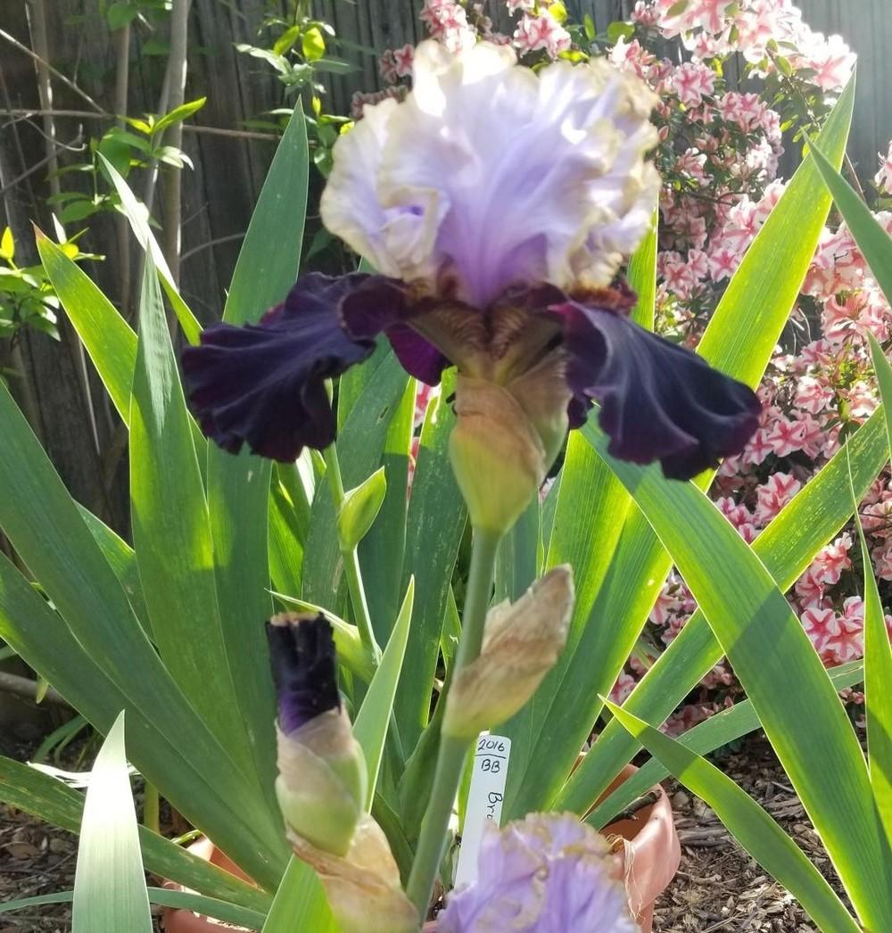 Photo of Tall Bearded Iris (Iris 'Edge of the World') uploaded by jigs1968