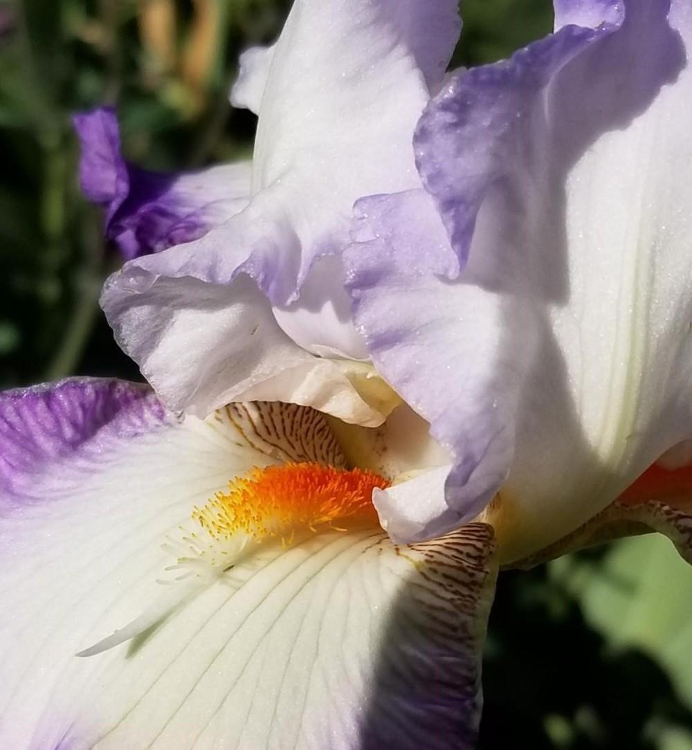 Photo of Tall Bearded Iris (Iris 'Conjuration') uploaded by jigs1968