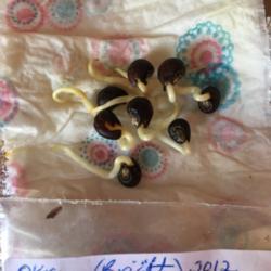 Location: My garden
Date: 2019-03-05
2012 seeds Brigette’s from India