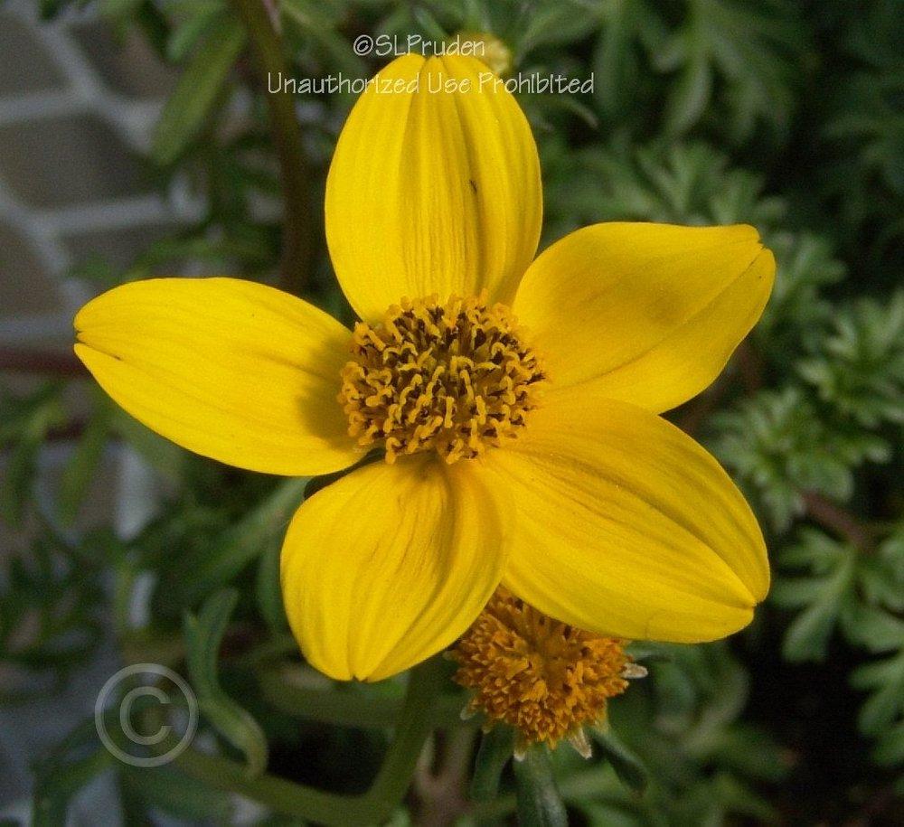 Photo of Bur Marigold (Bidens aurea Solaire® Yellow) uploaded by DaylilySLP