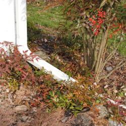 Location: Downingtown, Pennsylvania
Date: 2011-12-15
self-sown seedlings around shrub in mulch