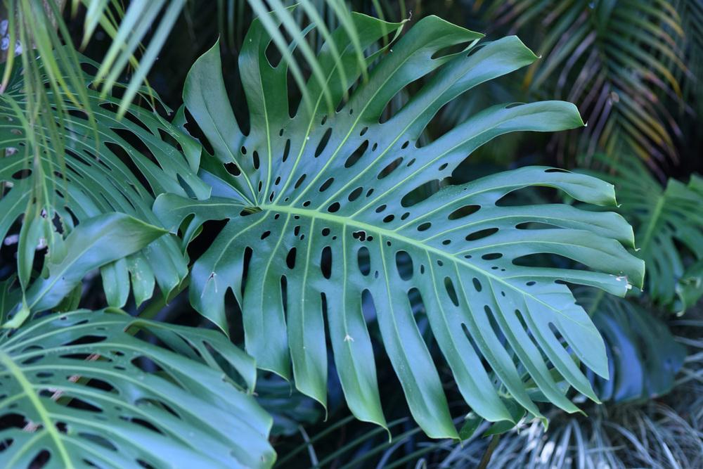 Photo of Split-Leaf Philodendron (Monstera deliciosa) uploaded by cliftoncat