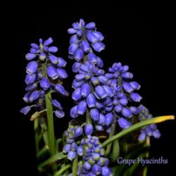 Location: Botanical Gardens of the State of Georgia...Athens, Ga
Date: 2019-03-03
Grape Hyacinths 004 text