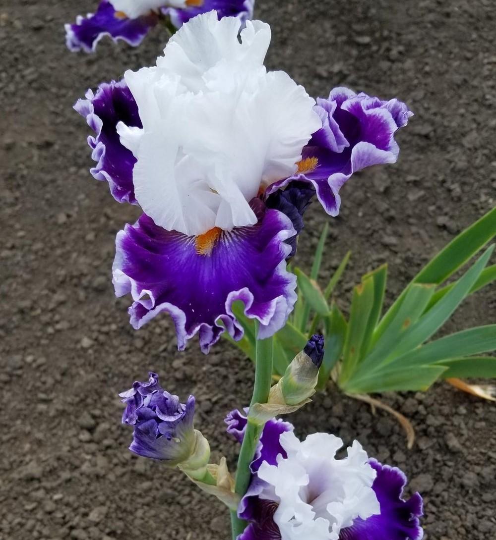 Photo of Tall Bearded Iris (Iris 'Merry Amigo') uploaded by jigs1968