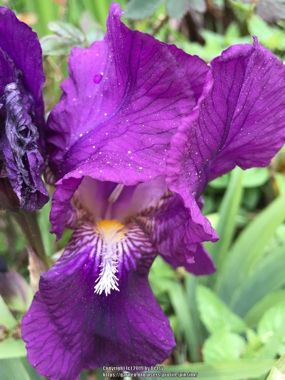 Photo of Intermediate Bearded Iris (Iris 'Crimson King') uploaded by piksihk