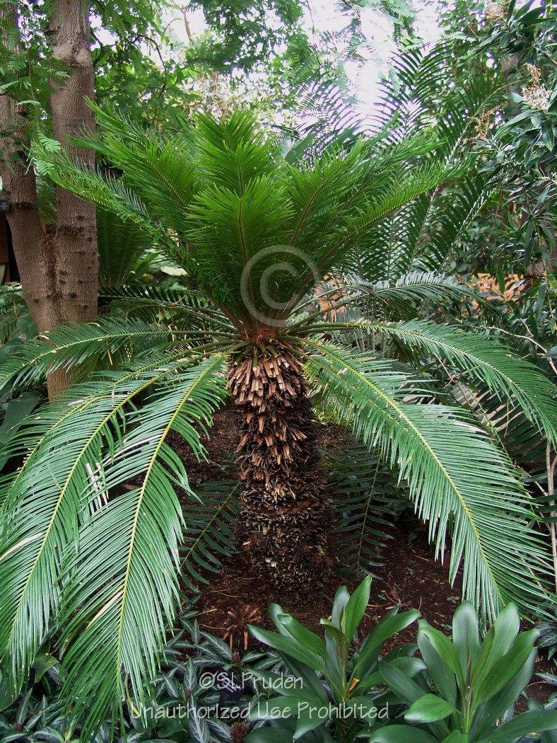 Photo of Sago Palm (Cycas revoluta) uploaded by DaylilySLP