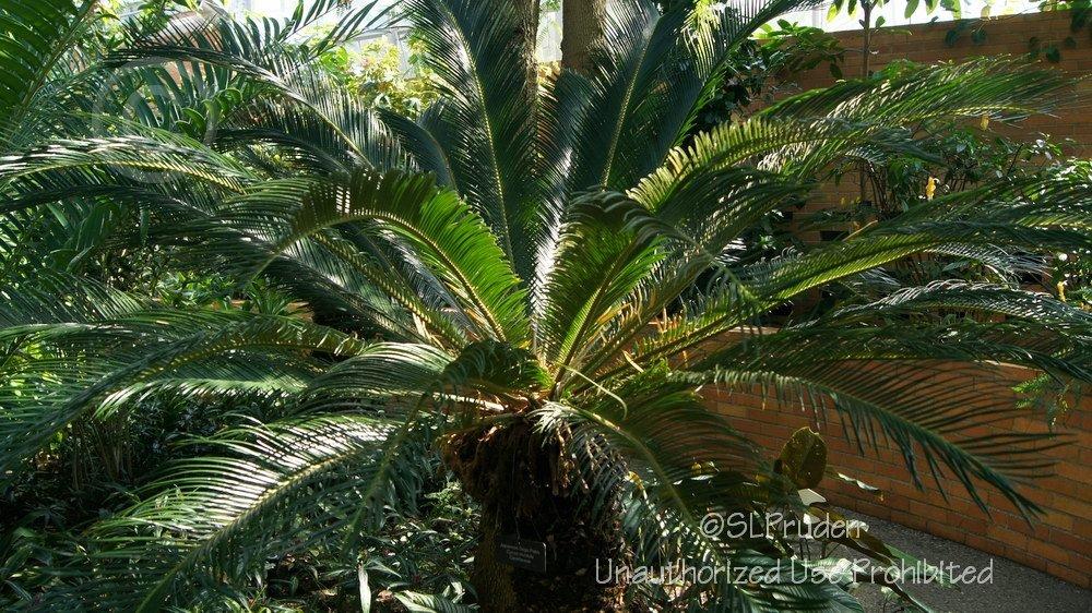 Photo of Sago Palm (Cycas revoluta) uploaded by DaylilySLP