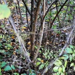 Location: Jenkins Arboretum in Berwyn, Pennsylvania
Date: 2014-10-26
base of stems with bark