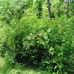 Location: Morris Arboretum in Philadelphia, Pennsylvania
Date: 2016-06-15
mature shrub