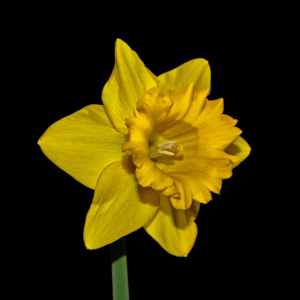Photo of Trumpet Narcissus (Narcissus 'King Alfred') uploaded by dawiz1753