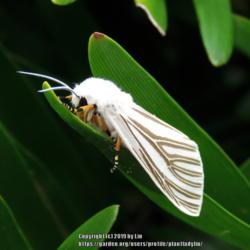 Location: Sebastian,  Florida
Date: 2018-07-05
Coontie is a host plant for the Echo Moth (Seirarctia echo)