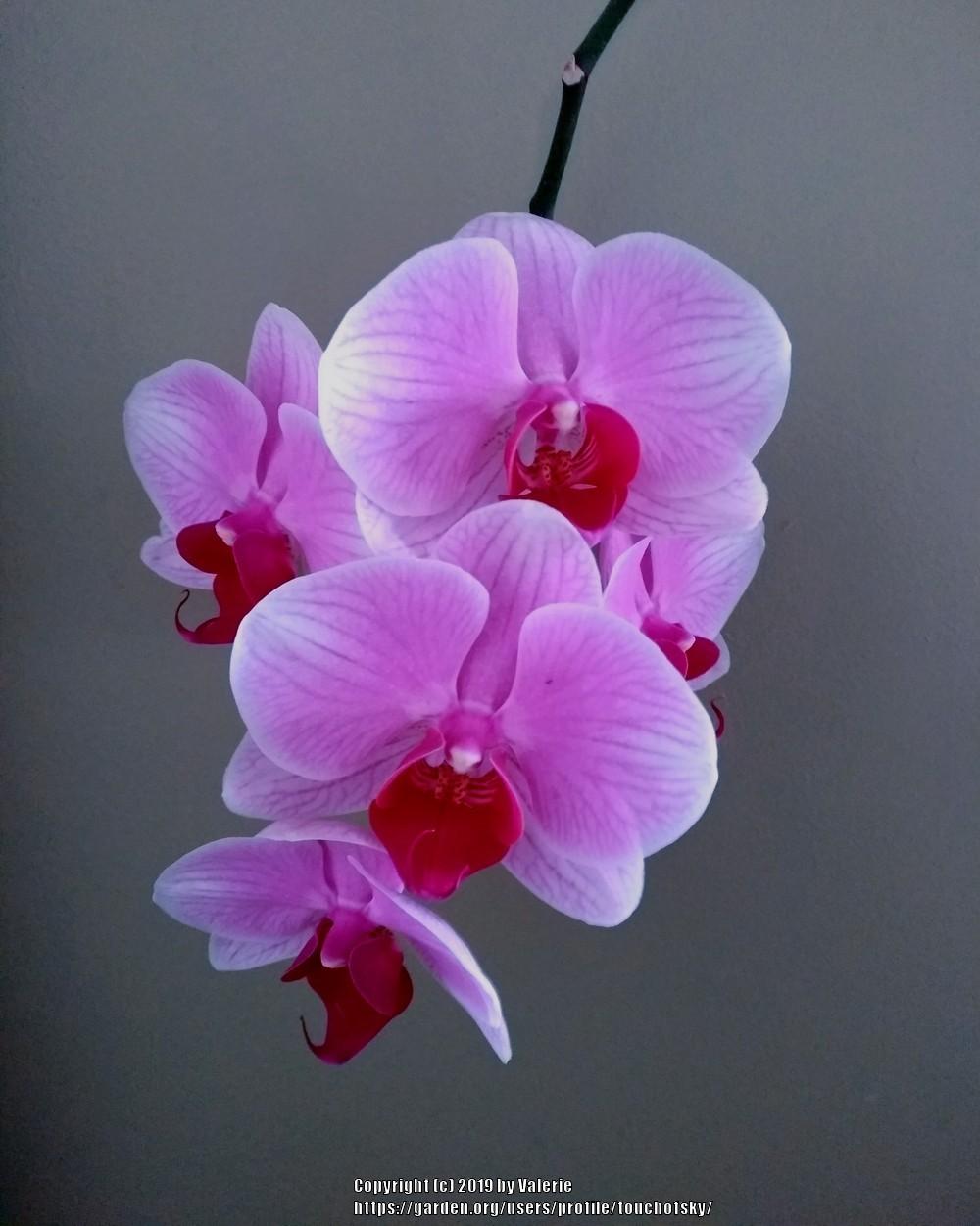 Photo of Moth Orchid (Phalaenopsis) uploaded by touchofsky
