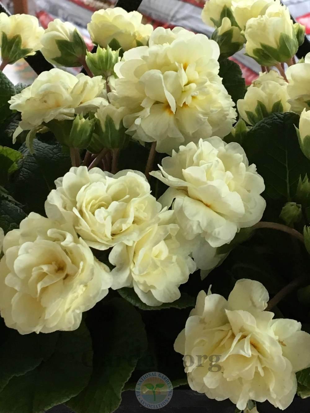 Photo of English Primrose (Primula vulgaris Belarina® Cream) uploaded by BlueOddish