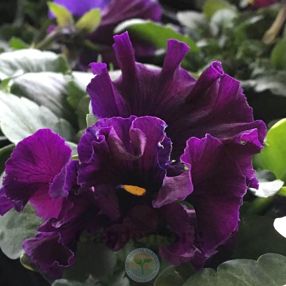 Photo of Violet (Viola cornuta 'Frizzle Sizzle Blue') uploaded by BlueOddish