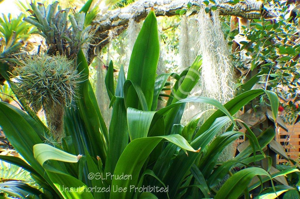 Photo of Grand Crinum Lily (Crinum asiaticum) uploaded by DaylilySLP