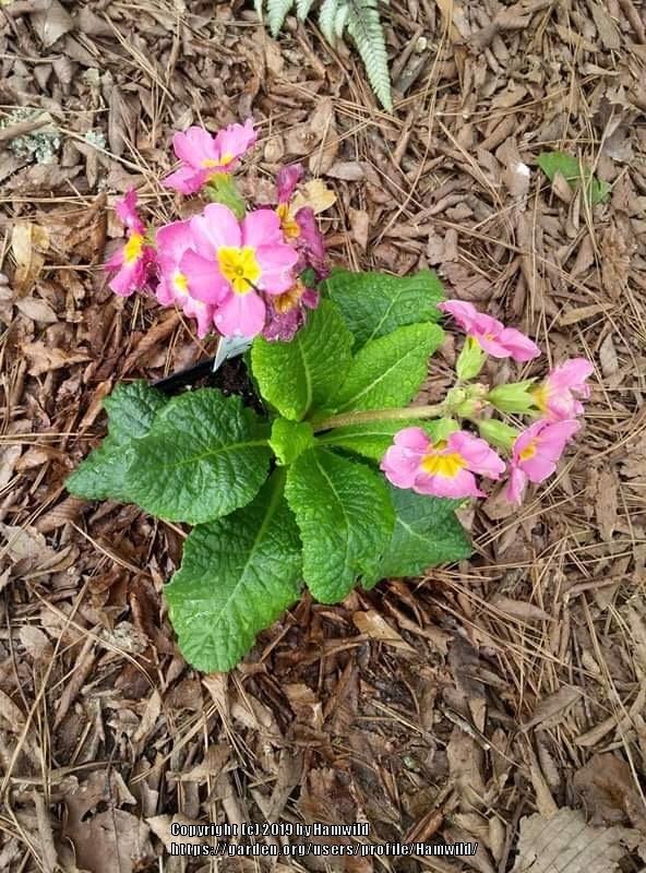 Photo of Primroses (Primula) uploaded by Hamwild