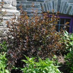 Location: Wayne, Pennsylvania
Date: 2017-06-09
maturing shrub