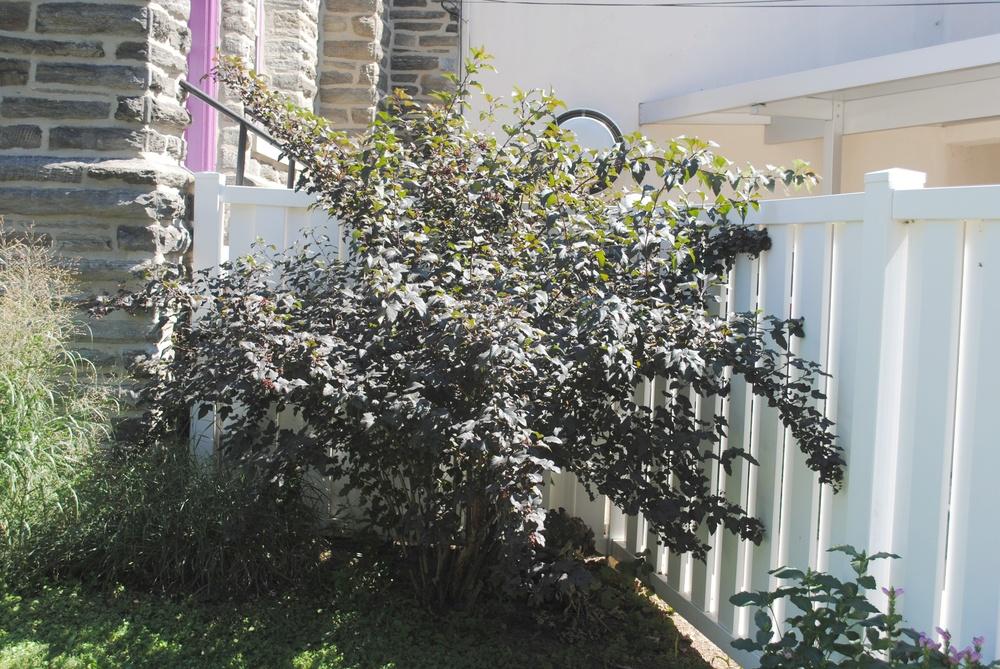 Photo of Eastern Ninebark (Physocarpus opulifolius Diabolo®) uploaded by ILPARW