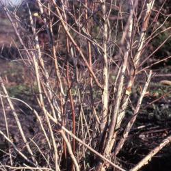 Location: DeKalb, Illinois
Date: early spring 1983
stems and bark