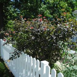 Location: Newtown Square, Pennsylvania
Date: 2011-06-02
mature shrub