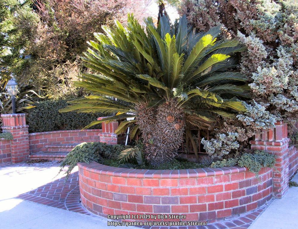 Photo of Sago Palm (Cycas revoluta) uploaded by Strever