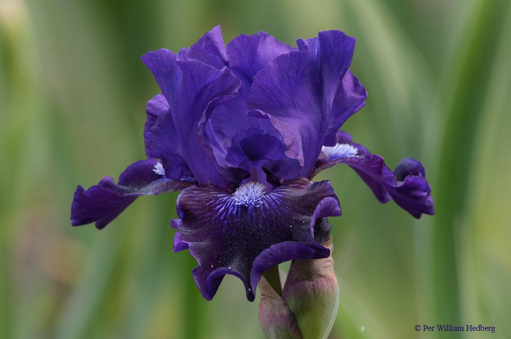 Photo of Intermediate Bearded Iris (Iris 'Star in the Night') uploaded by William