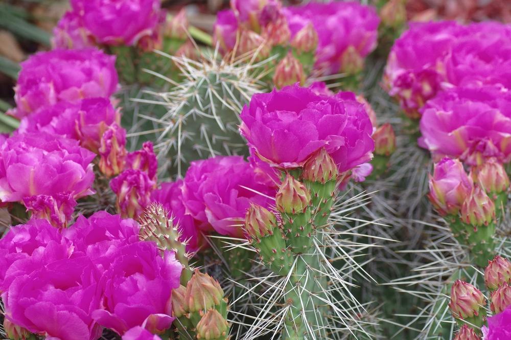 Photo of Prickly Pears (Opuntia) uploaded by dirtdorphins