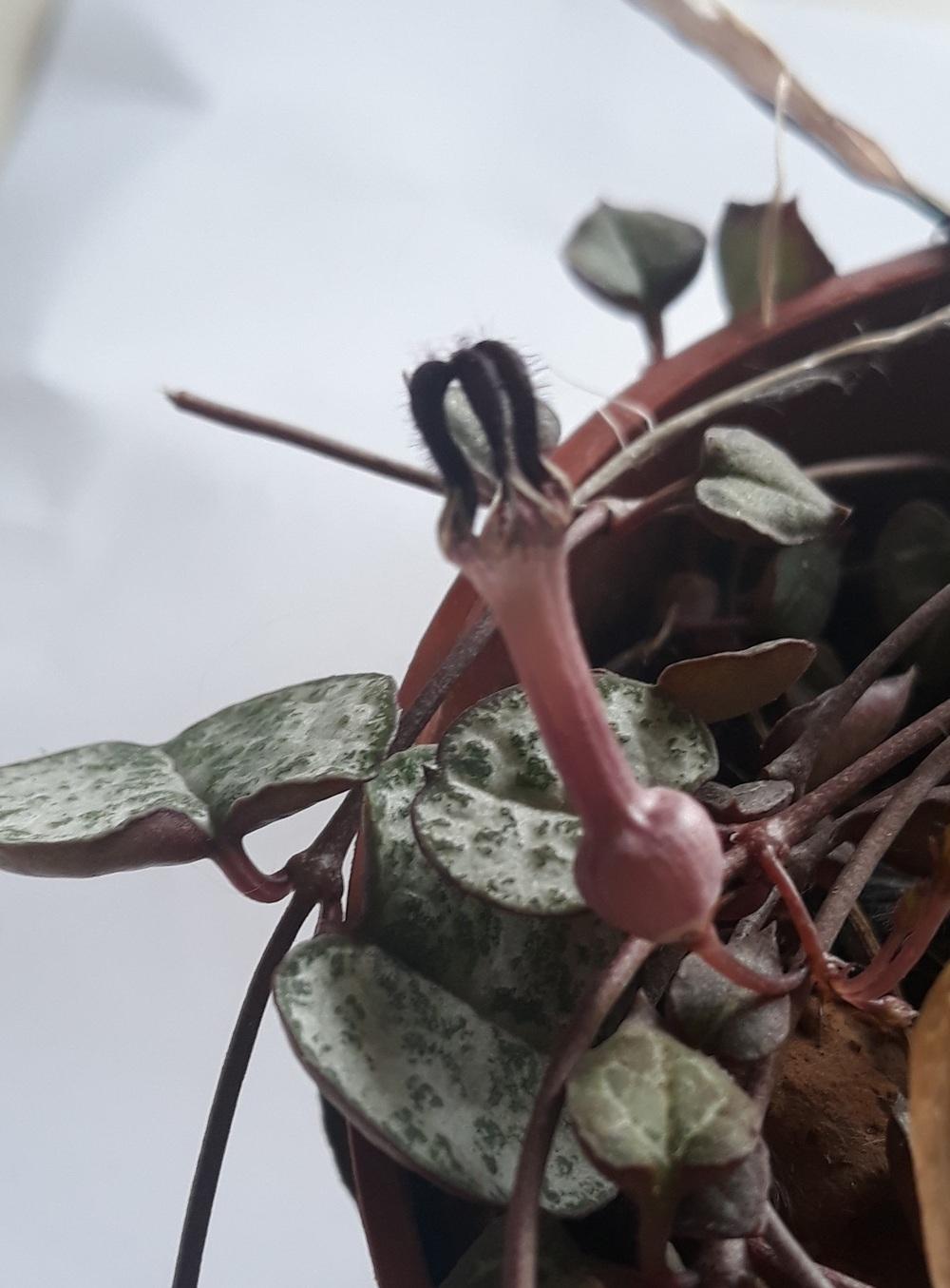 Photo of String of Hearts (Ceropegia woodii) uploaded by skopjecollection