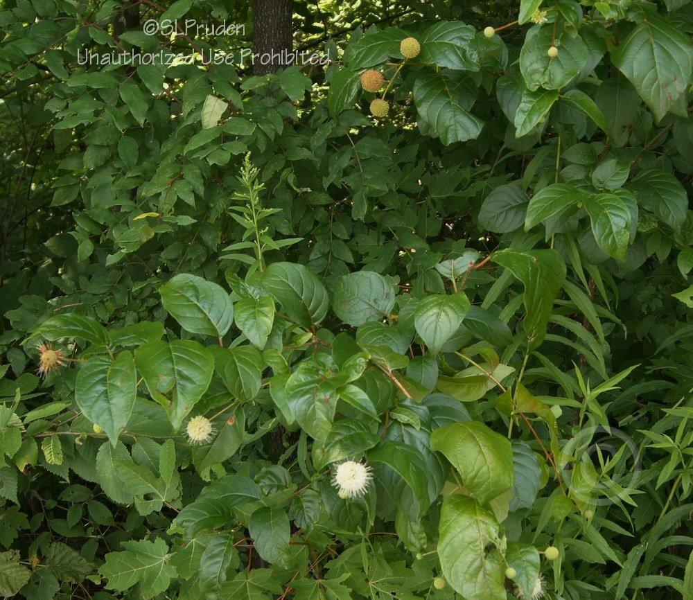 Photo of Buttonbush (Cephalanthus occidentalis) uploaded by DaylilySLP