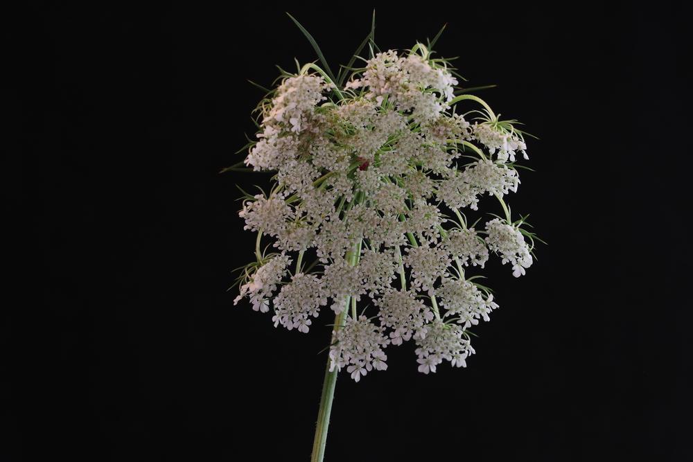 Photo of Queen Anne's Lace (Daucus carota) uploaded by Lucichar