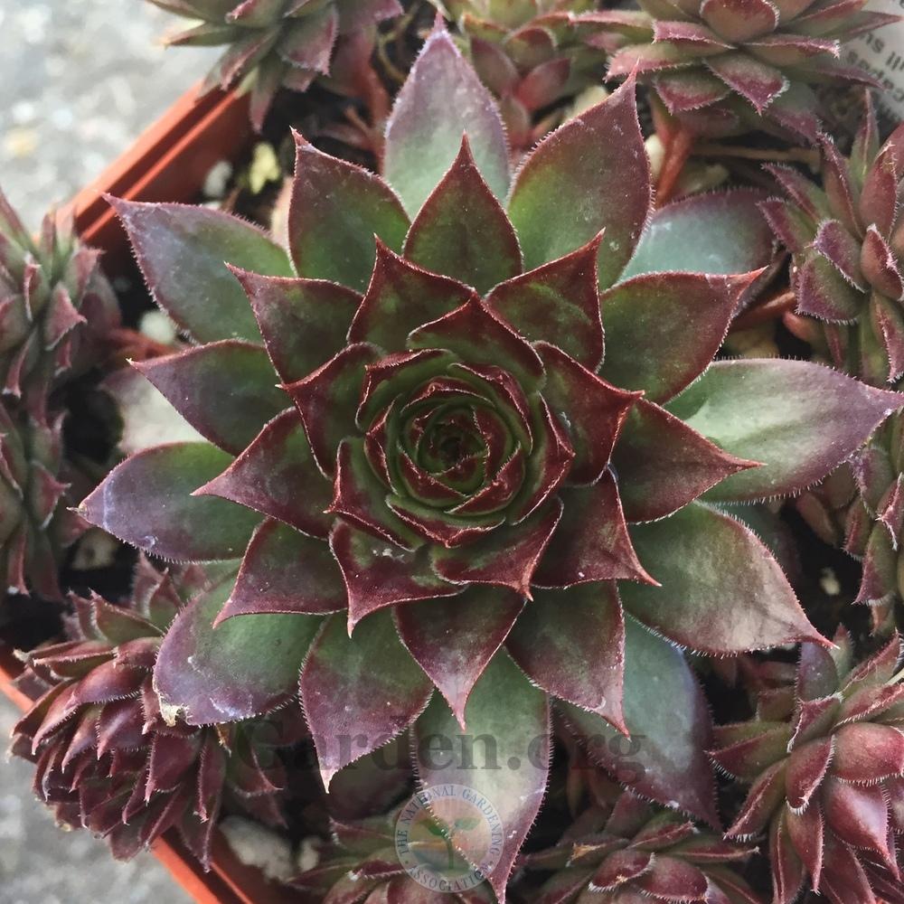 Photo of Hen and Chicks (Sempervivum 'Bronco') uploaded by BlueOddish