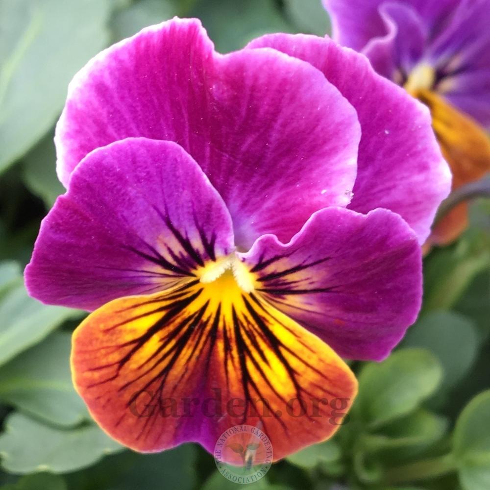 Photo of Horned Violet (Viola cornuta Sorbet™ Antique Shades) uploaded by BlueOddish