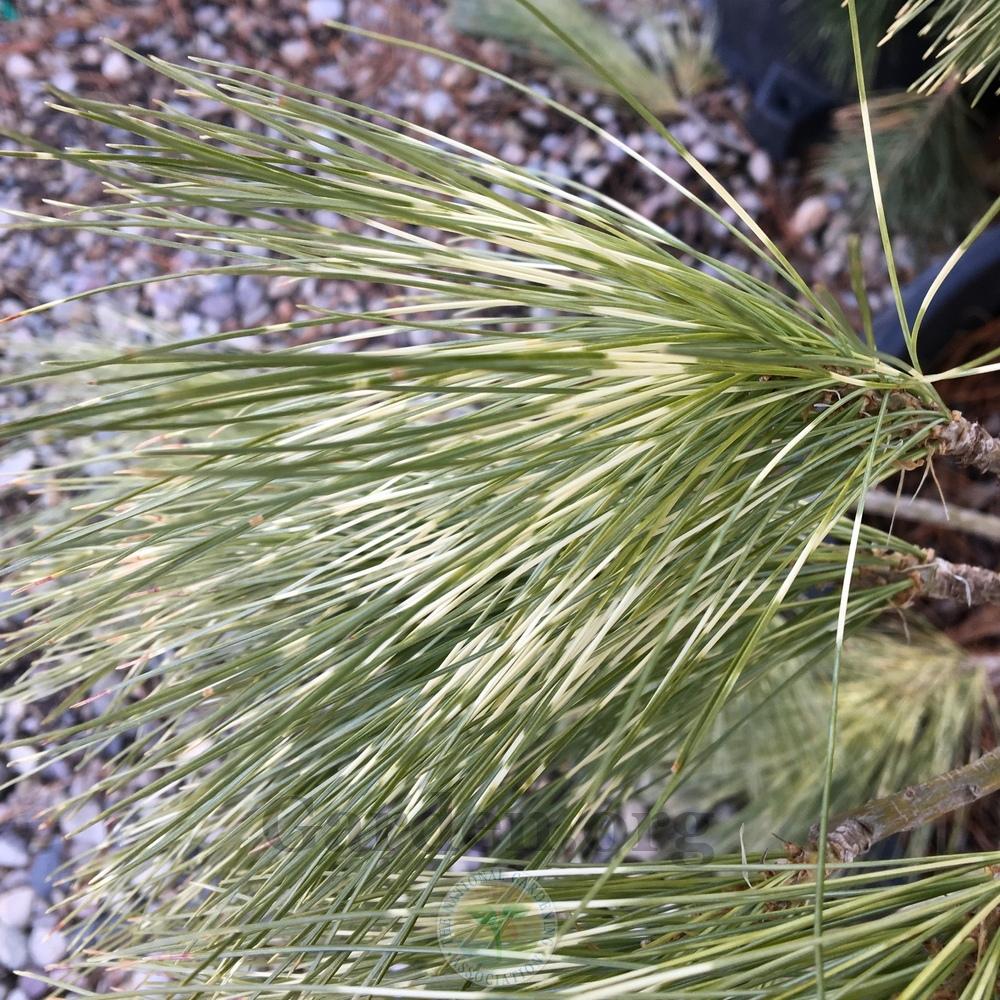 Photo of Himalayan Pine (Pinus wallichiana 'Zebrina') uploaded by BlueOddish