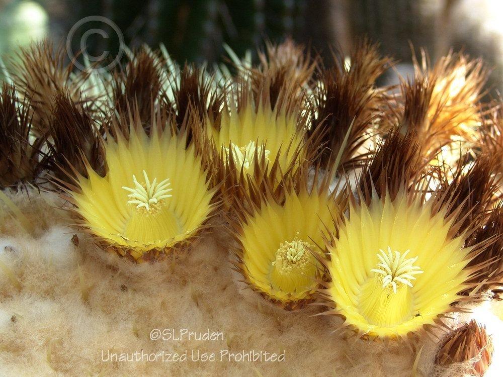 Photo of Golden Barrel Cactus (Kroenleinia grusonii) uploaded by DaylilySLP