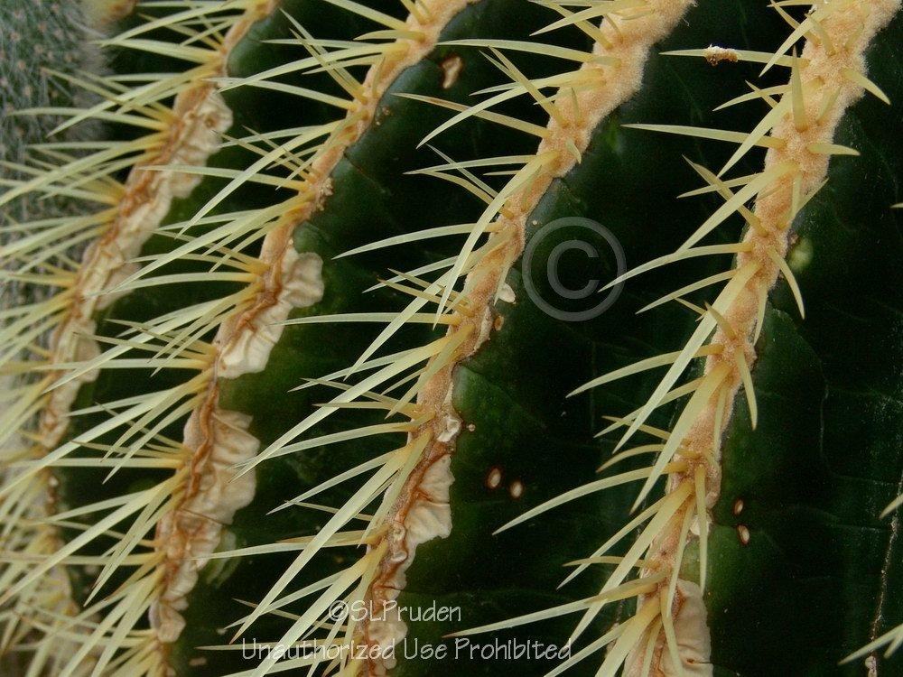 Photo of Golden Barrel Cactus (Kroenleinia grusonii) uploaded by DaylilySLP