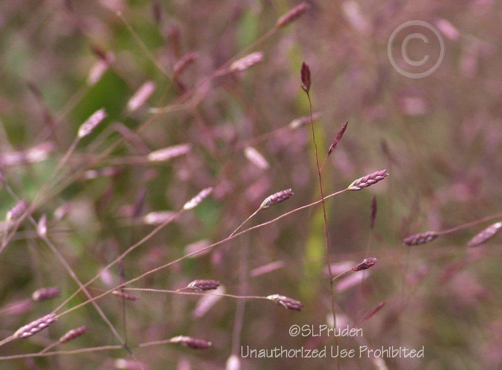 Photo of Purple Lovegrass (Eragrostis spectabilis) uploaded by DaylilySLP