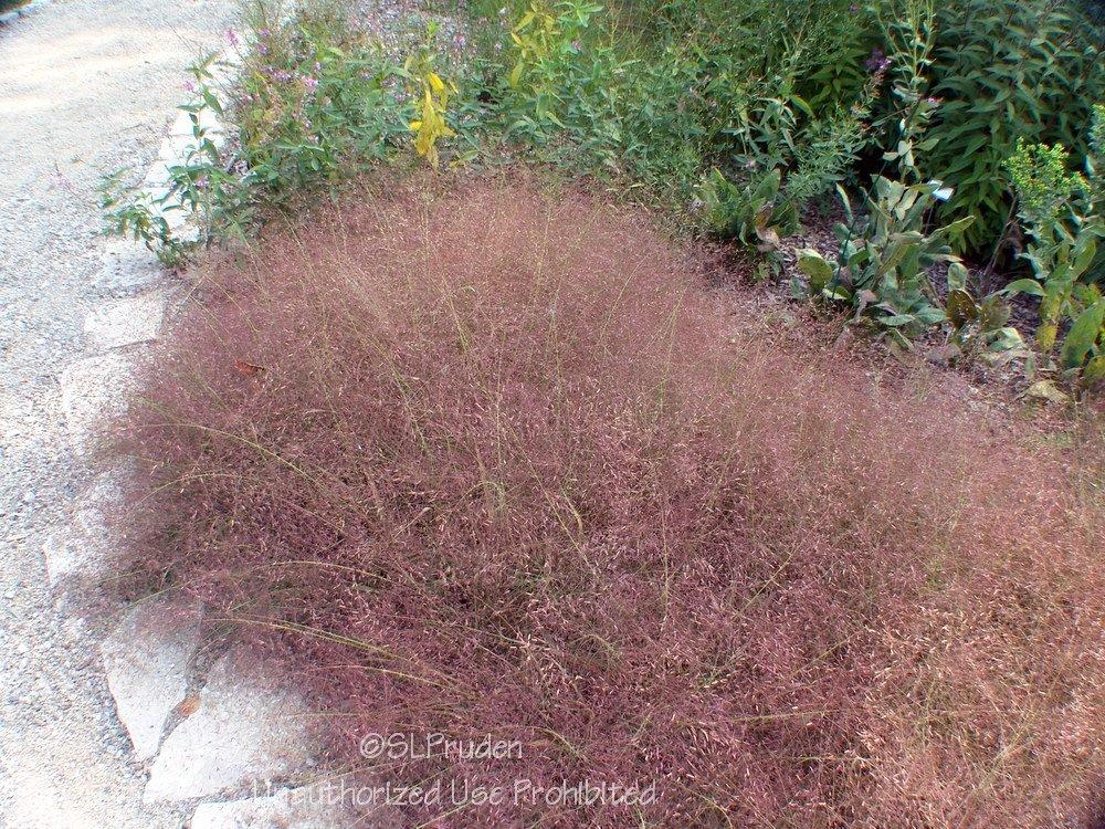 Photo of Purple Lovegrass (Eragrostis spectabilis) uploaded by DaylilySLP