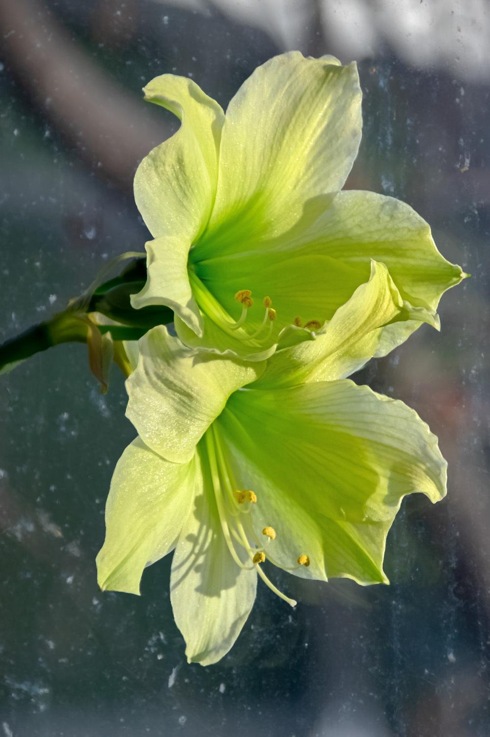Photo of Amaryllis (Hippeastrum 'Lemon and Lime') uploaded by dirtdorphins