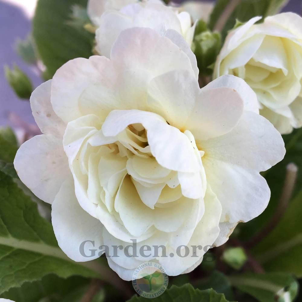 Photo of English Primrose (Primula vulgaris Belarina® Cream) uploaded by BlueOddish