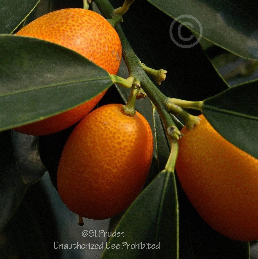 Photo of Kumquat (Citrus japonica 'Nagami') uploaded by DaylilySLP