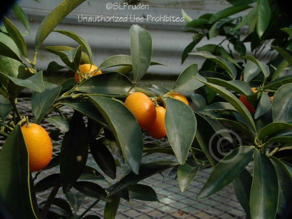 Photo of Kumquat (Citrus japonica 'Nagami') uploaded by DaylilySLP