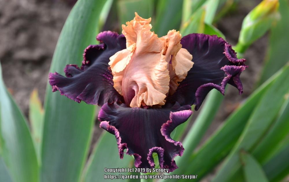 Photo of Tall Bearded Iris (Iris 'Prague') uploaded by Serjio